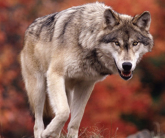Comienza la cacería de lobos en Finlandia